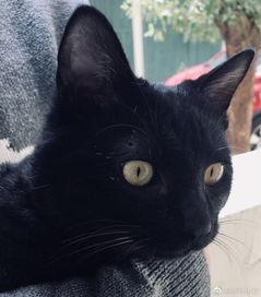 猫变成人恐怖视频,猫咪变身人形，恐怖视频背后隐藏的惊悚真相